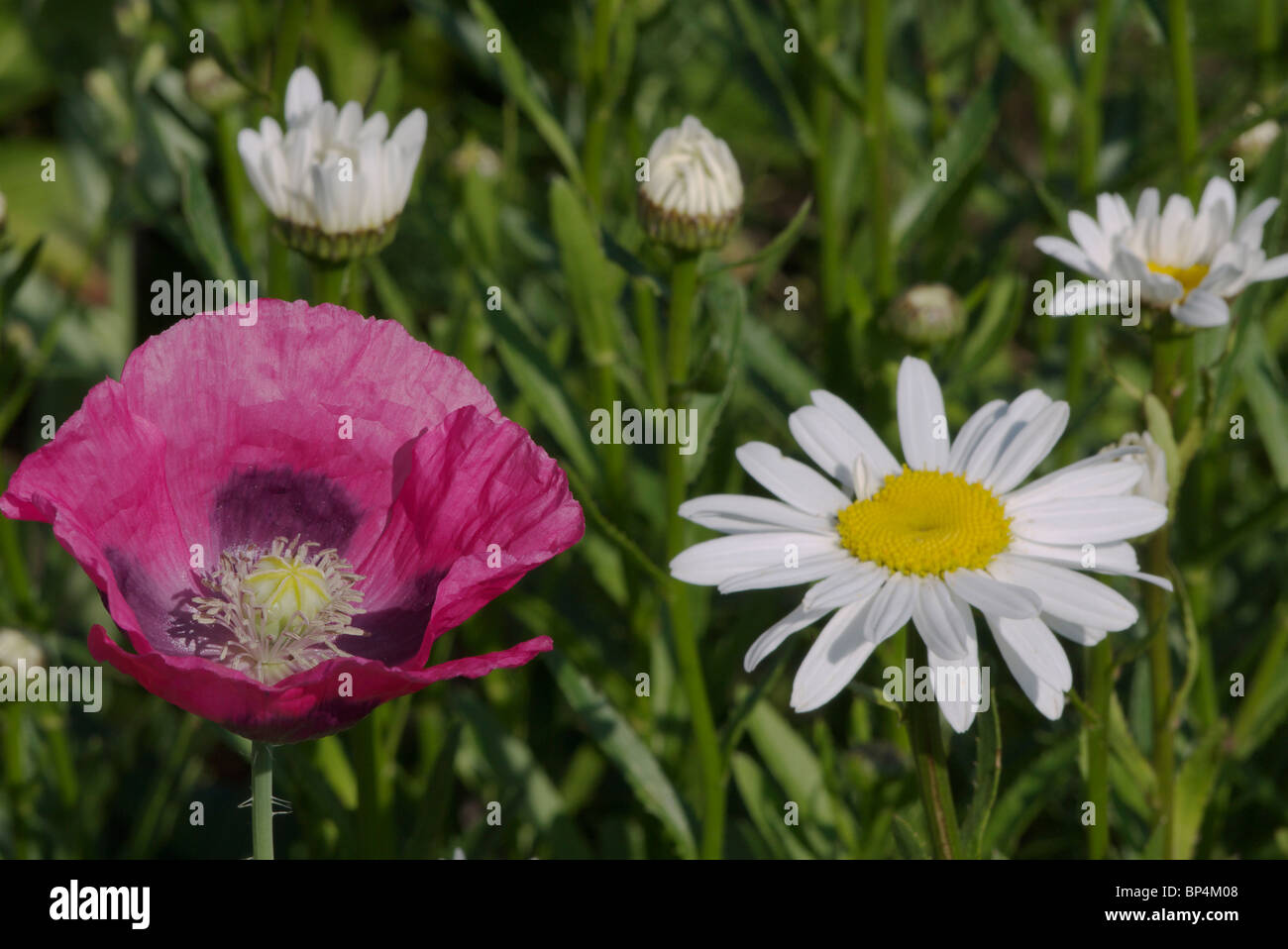 An einem heißen, sonnigen Tag sitzen Mohnblumen und Gänseblümchen nebeneinander auf einer Blumenwiese Stockfoto