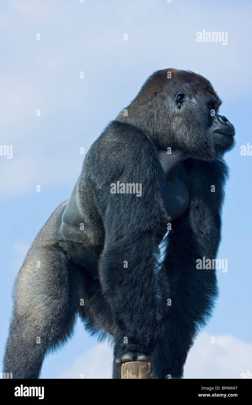 Flachlandgorilla gegen einen klaren Himmel Stockfoto
