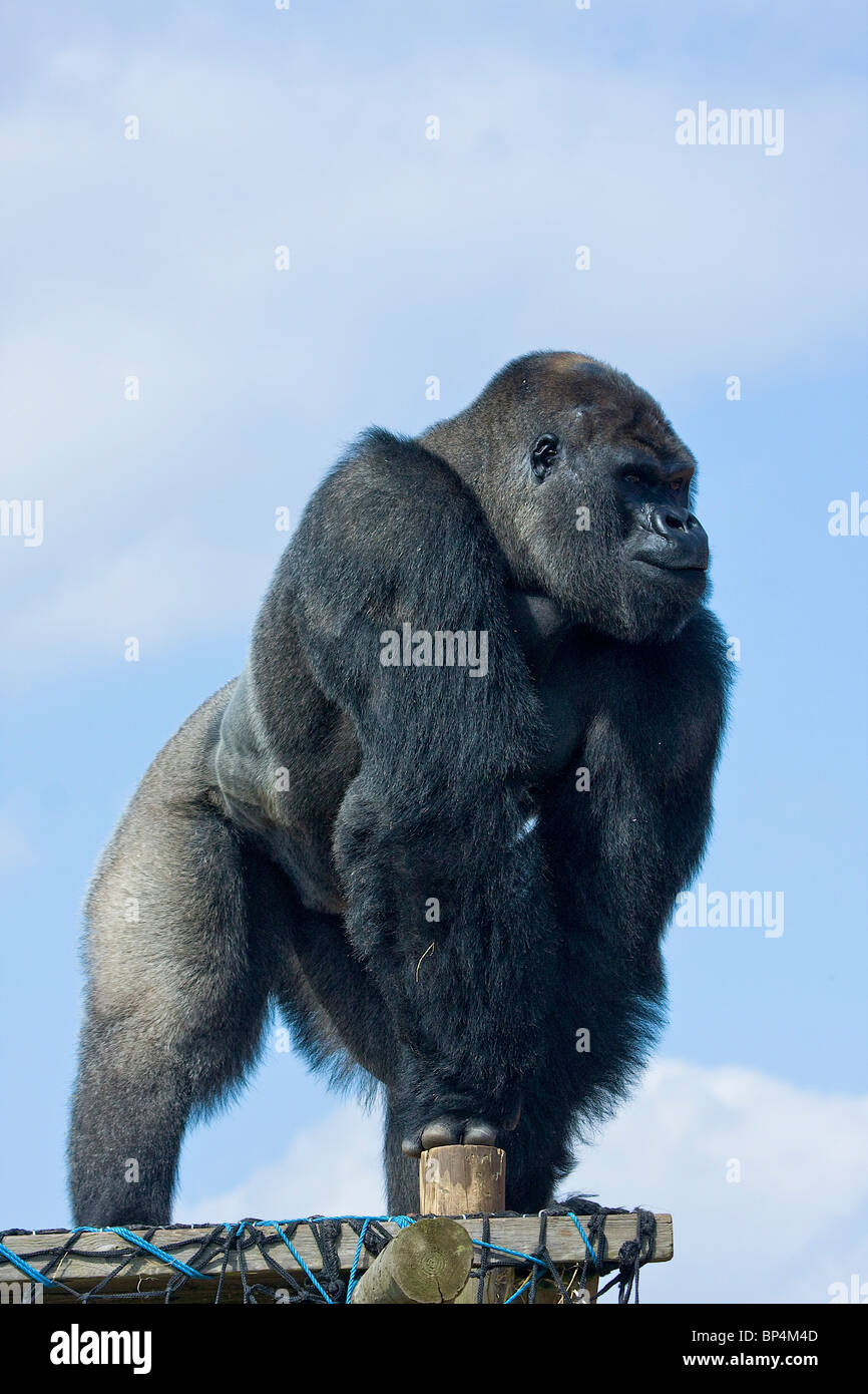 Flachlandgorilla auf Plattform gegen einen klaren Himmel stand Stockfoto