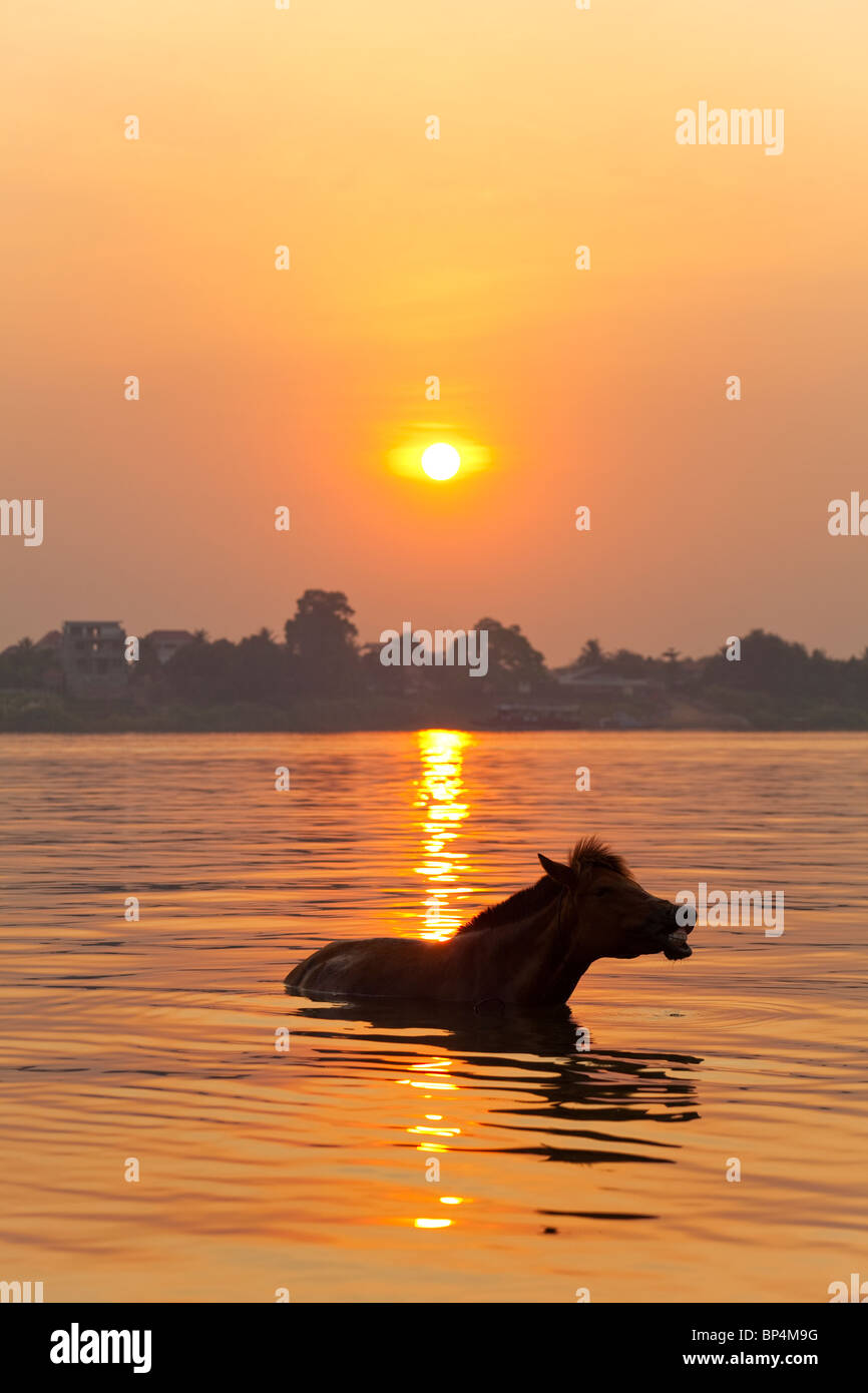 Pferd, ein Bad im Fluss Mekong bei Sonnenuntergang - Provinz Kandal, Kambodscha Stockfoto