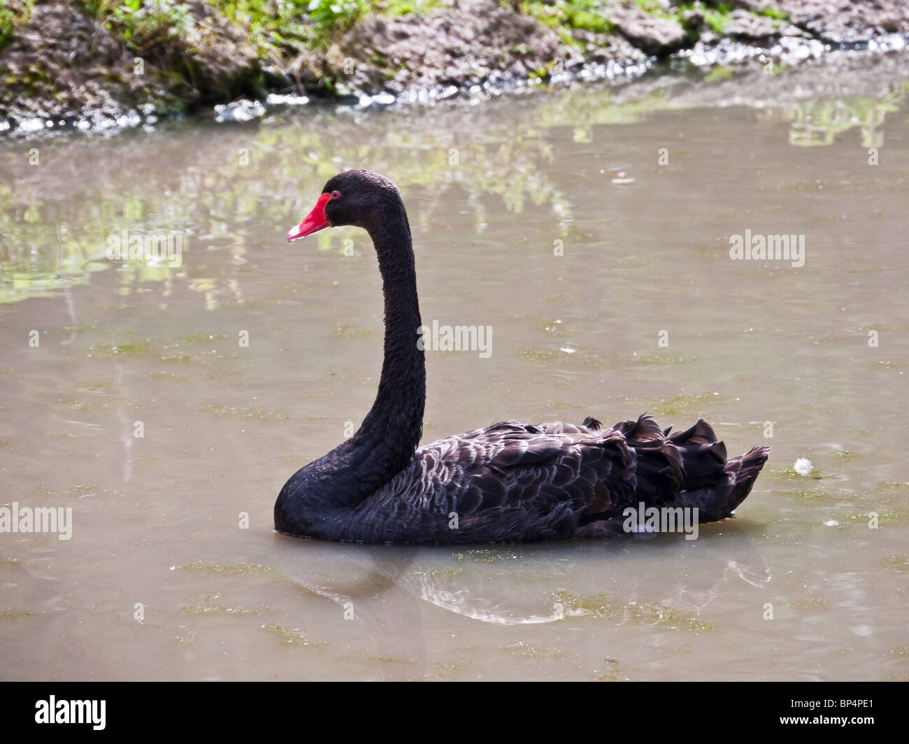 Black Swan schwimmen an Slimbridge Wildfowl und Feuchtgebiete Trust, Gloucestershire, UK Stockfoto