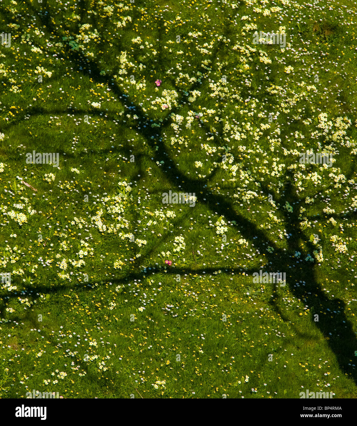 Üppige Butterblumen, Gänseblümchen, Primrosen und Baumschatten auf einer Wiese mit Gras, die als blühender Baum erscheint Stockfoto