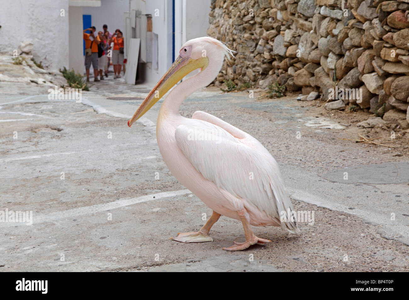 Pelikan Petros, Maskottchen von Mykonos-Stadt, Insel Mykonos, Cyclades, Ägäische Inseln, Griechenland Stockfoto