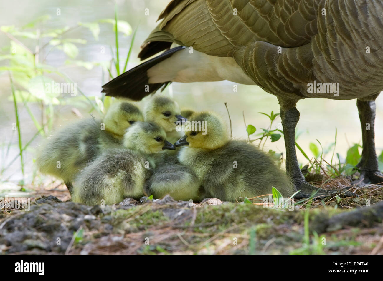 Kanada-Gans-Babys Stockfoto