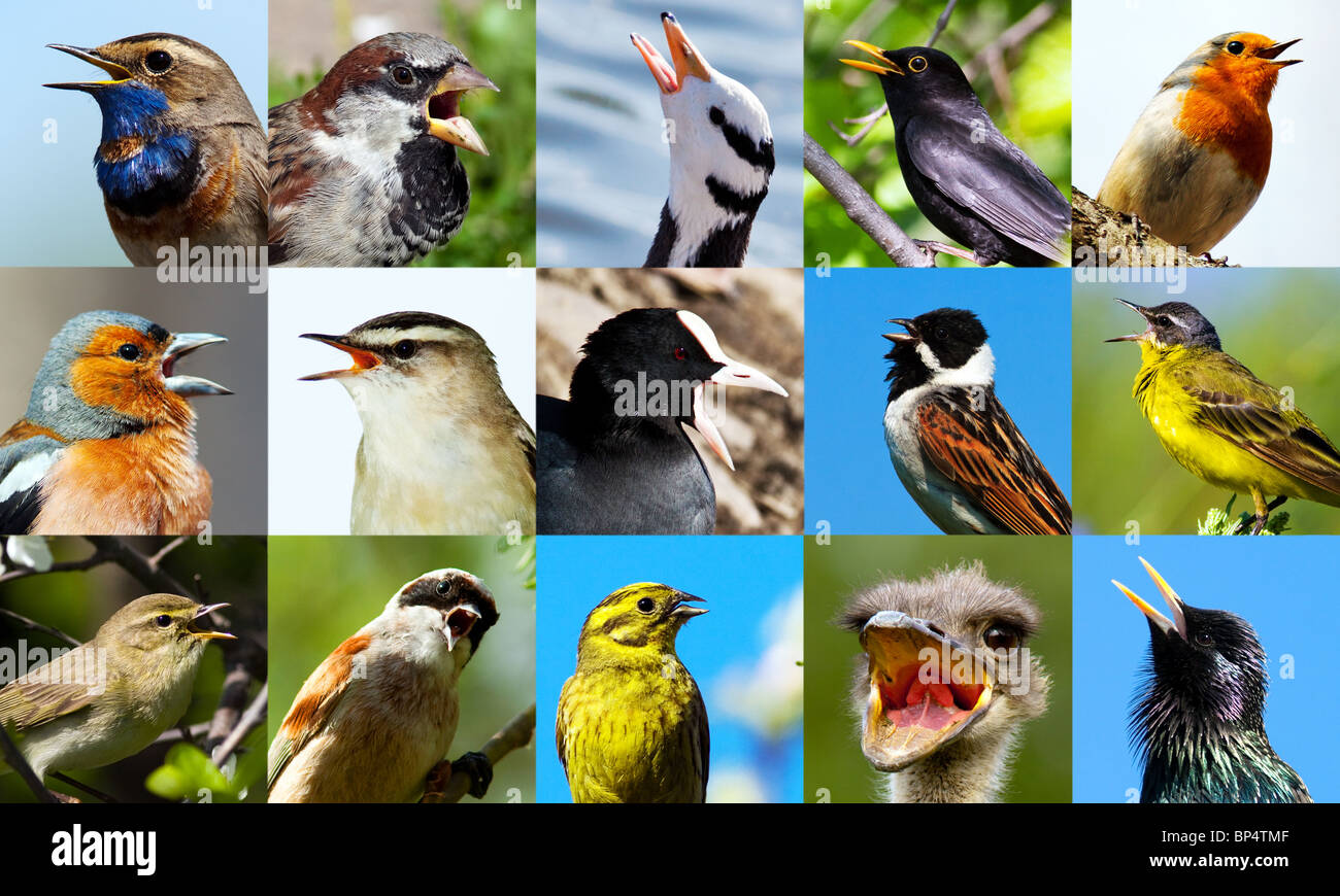 Sammlung von Porträts der Gesang der Vögel hautnah Stockfotografie Alamy