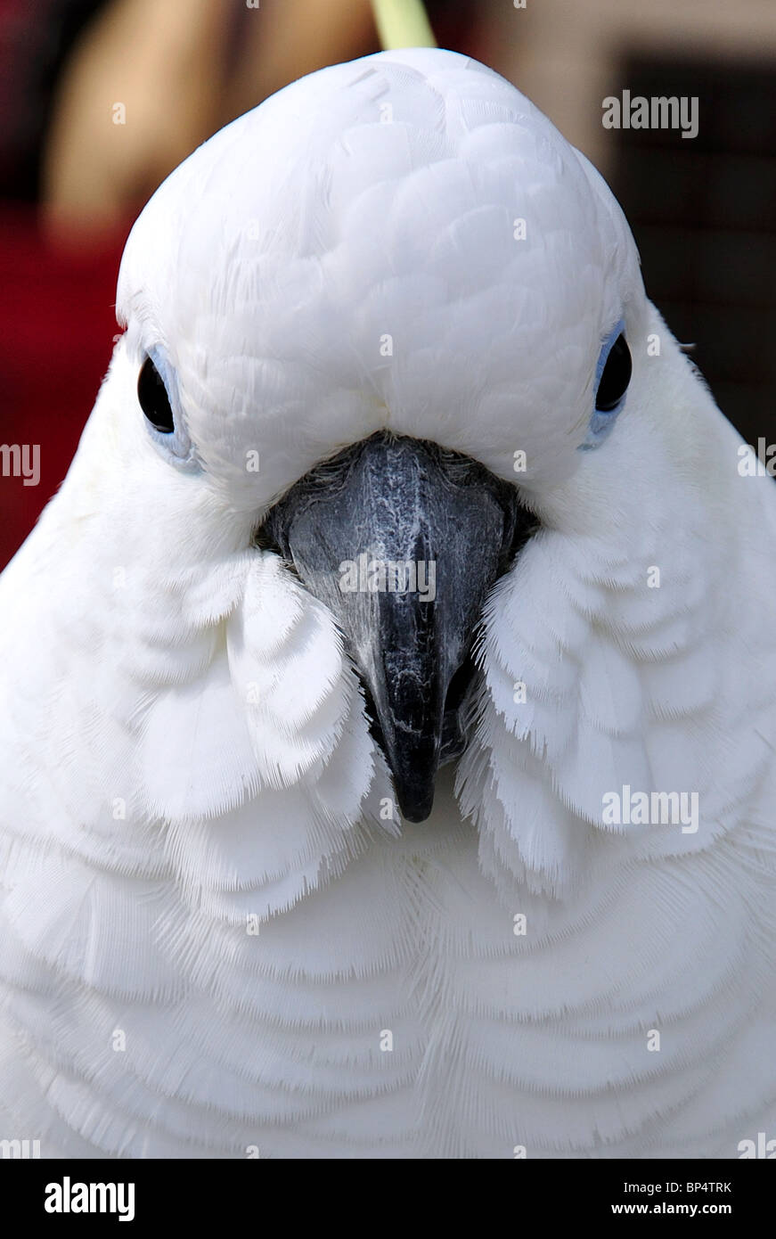 Schwefel-crested Cockatoo auf Markt Abwürgen, Visby, Gotland Grafschaft, Gotland Provinz, Königreich Schweden Stockfoto