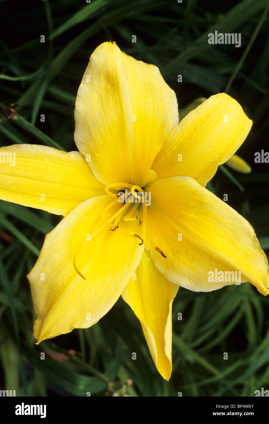 Hemerocallis 'Big Bird' Taglilie Lilien gelbe Blume Blumen Garten Pflanzen Stockfoto