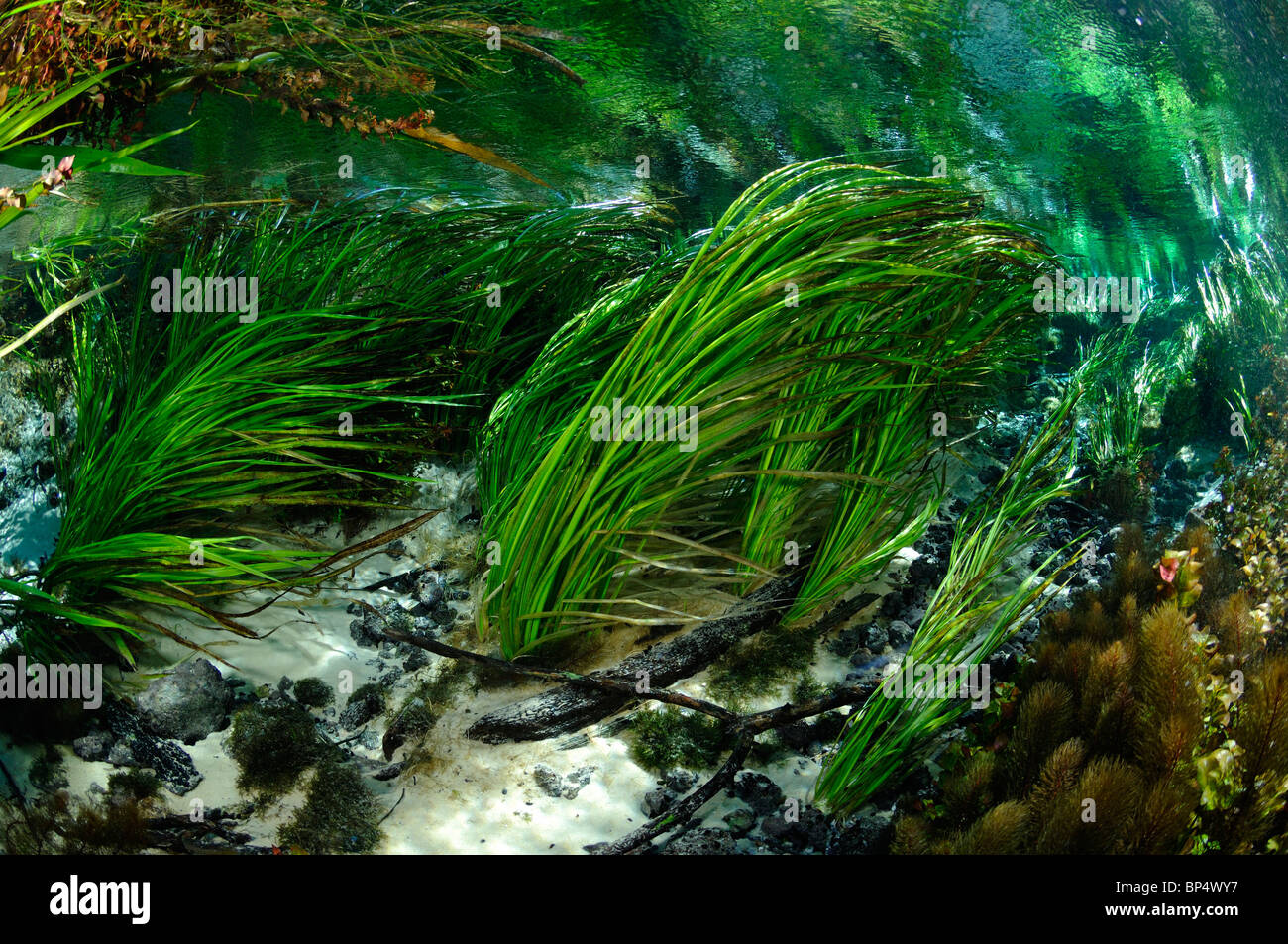 Ichetucknee River, Ichetucknee State Park, Florida Stockfoto