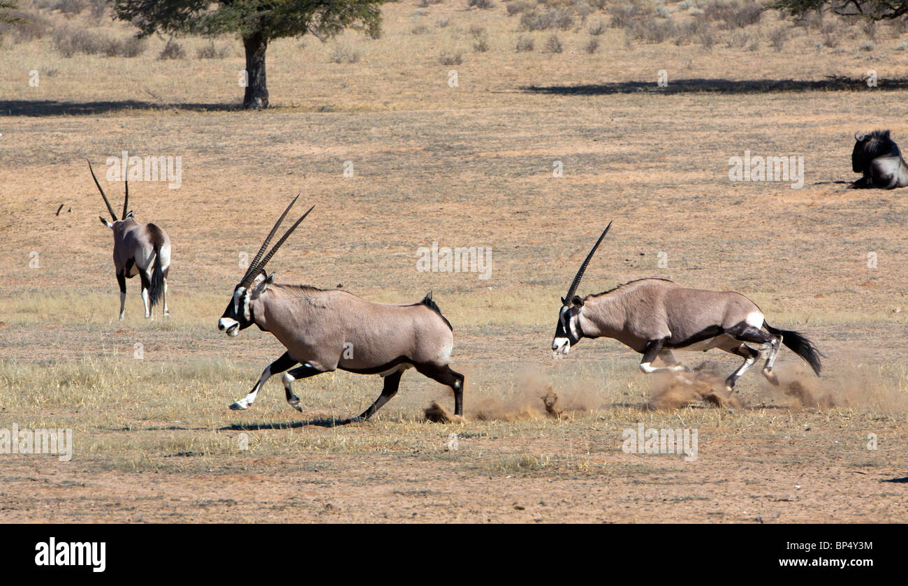 Oryx Scharmützel im Kgalagadi Transfrontier National Park in Südafrika und Botswana Stockfoto