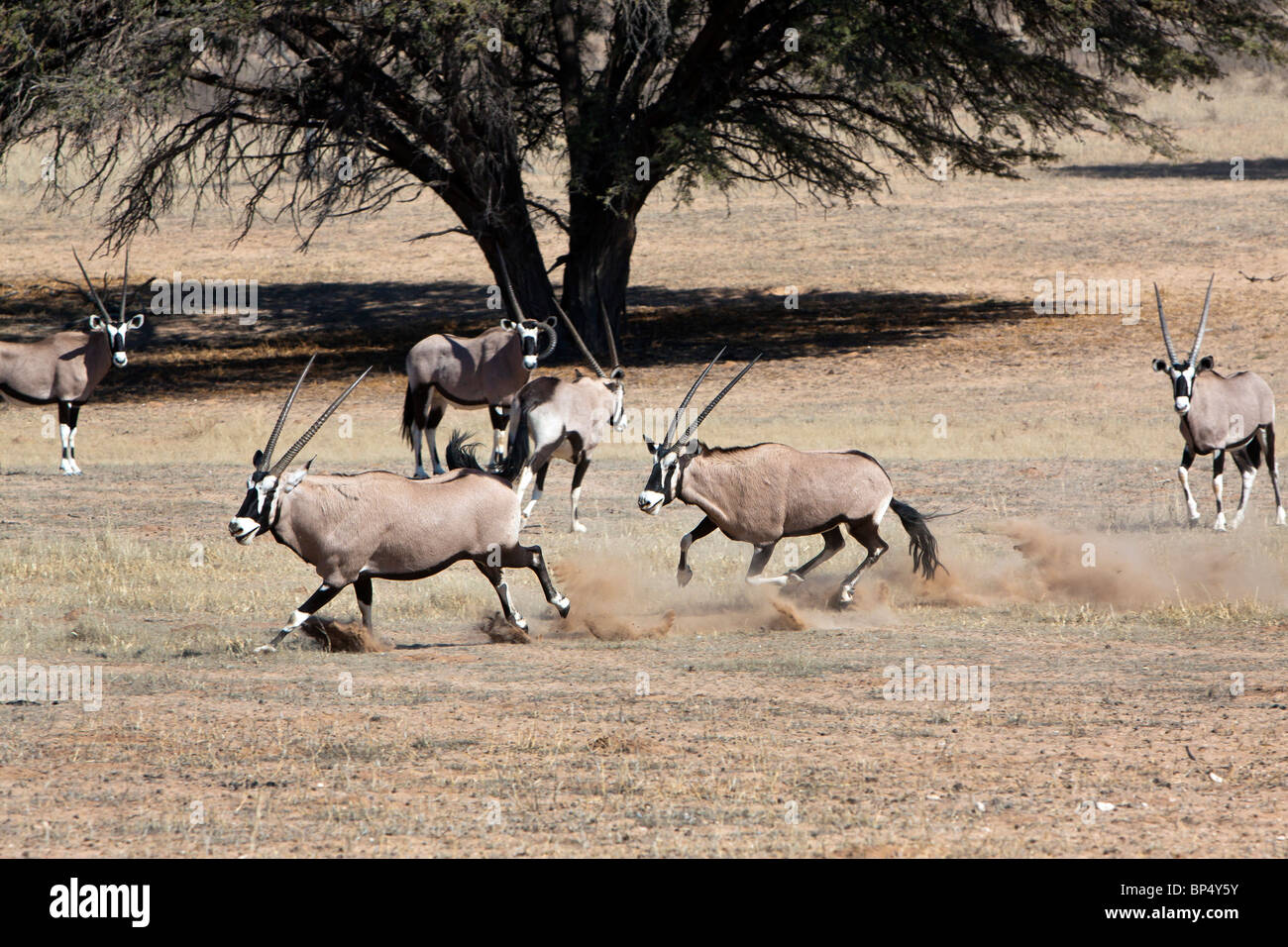 Oryx Scharmützel im Kgalagadi Transfrontier National Park in Südafrika und Botswana Stockfoto