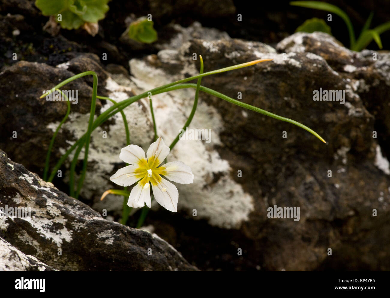 Snowdon Lilie oder Lloydia, Lloydia Serotina in Blüte, Schweizer Alpen Stockfoto