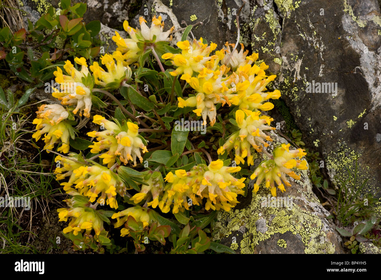 Eine alpine Form der Niere Wicke, Anthyllis Vulneraria SSP. Carpatica; Schweizer Alpen. Stockfoto