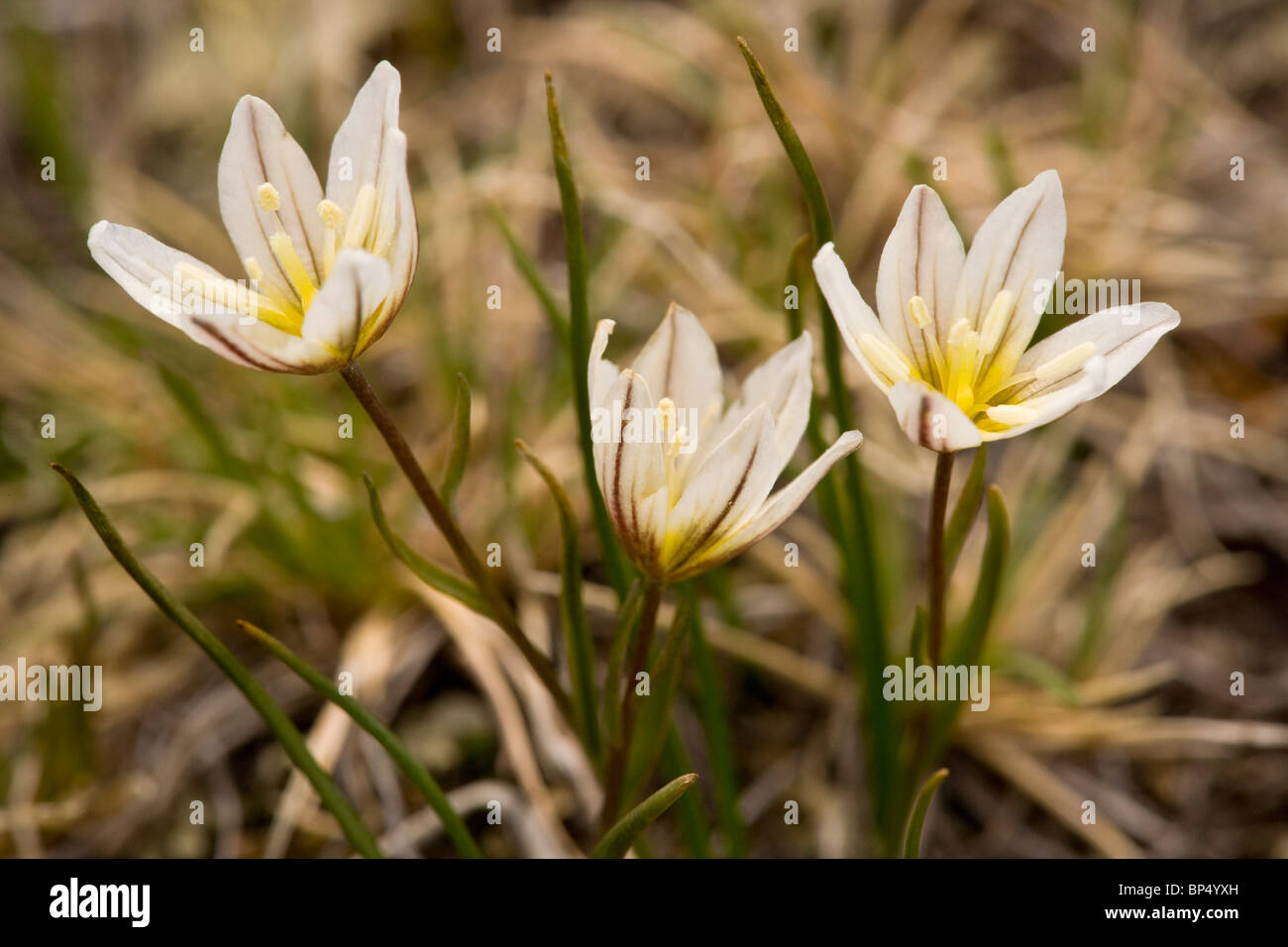Snowdon Lilie oder Lloydia, Lloydia Serotina in Blüte, Schweizer Alpen Stockfoto