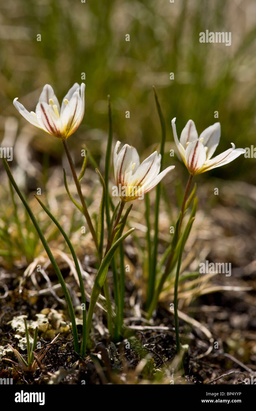 Snowdon Lilie oder Lloydia, Lloydia Serotina in Blüte, Schweizer Alpen Stockfoto