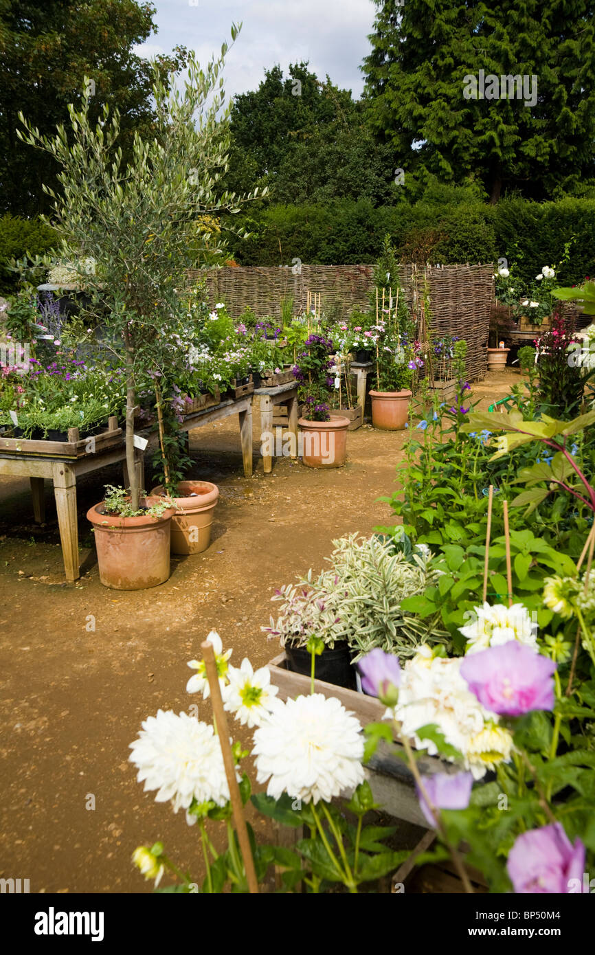 Pflanzen auf Anzeige / Pflanzen zum Verkauf an Petersham Nurseries, Petersham. Richmond Upon Thames. VEREINIGTES KÖNIGREICH. Stockfoto
