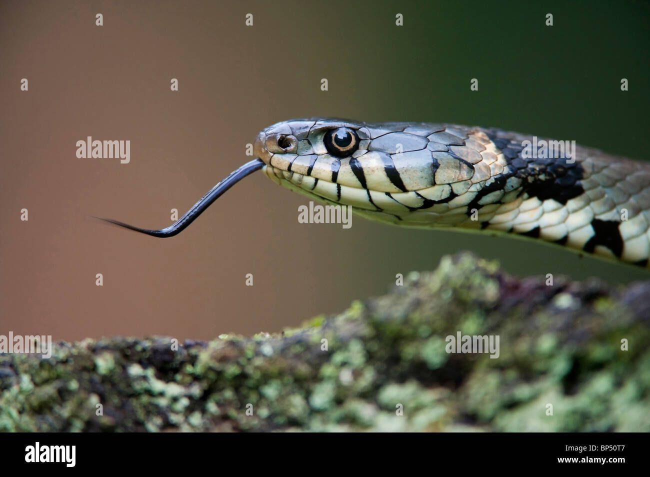 Ringelnatter (Natrix Natrix). Nahaufnahme der Erwachsenen zeigt Zunge, Niederlande. Stockfoto