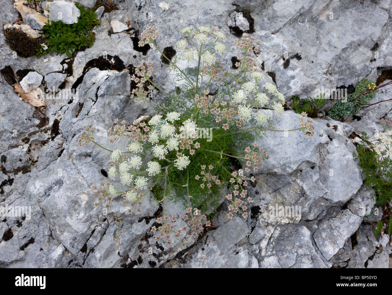 Athamanta Cortiana, Monte Baldo, Italien. Stockfoto