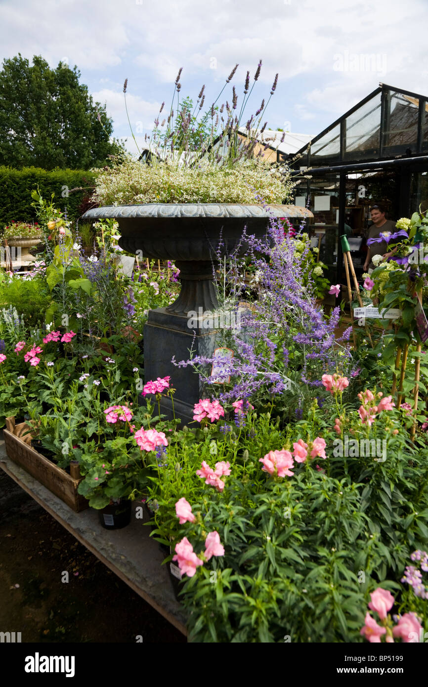 Pflanzen – um zu begeistern – in einem Blumenbeet gepflanzt / Pflanzen / Pflanzen bei Petersham Nurseries, Petersham. Richmond Upon Thames. VEREINIGTES KÖNIGREICH. Stockfoto