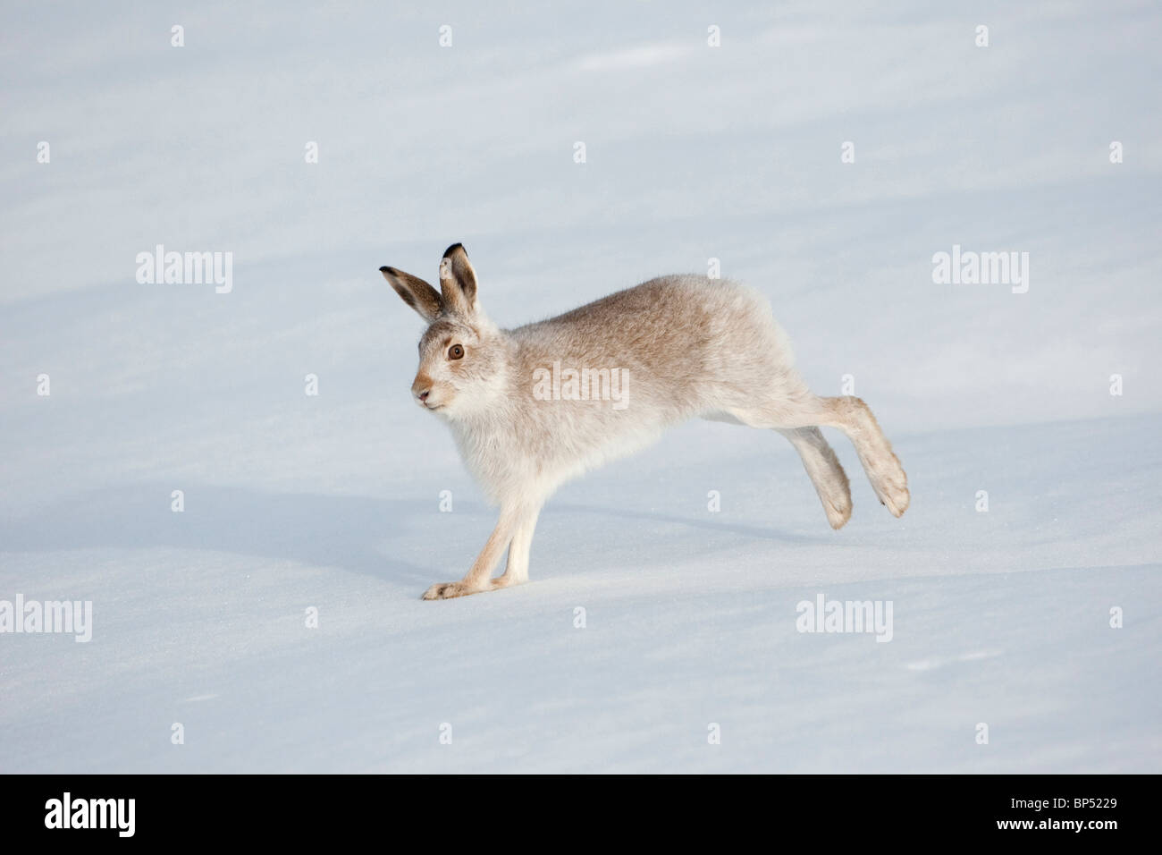 Schneehase (Lepus Timidus) im Winter Fell (Fell) quer durch Schnee, Cairngorms National Park, Schottland. Stockfoto