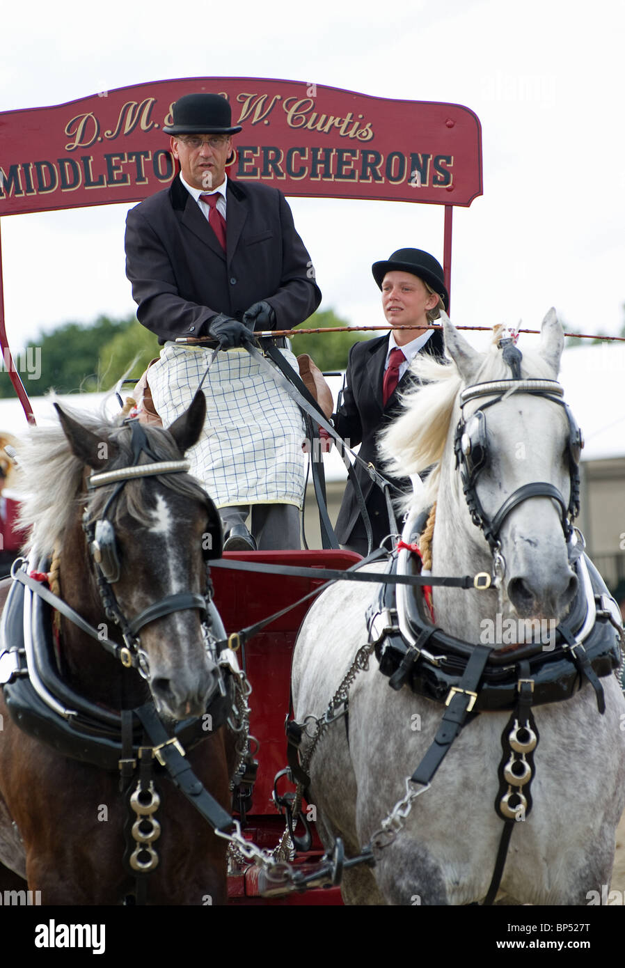 braune und weiße Percheron Arbeitspferden auf dem königlichen Festival des Pferdes Stockfoto