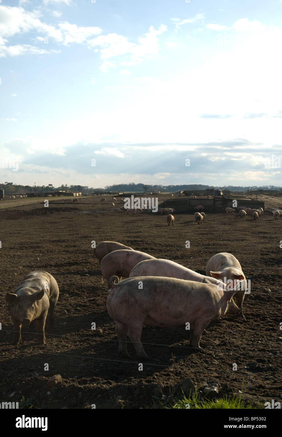 eine Schweinefarm in Suffolk Stockfoto