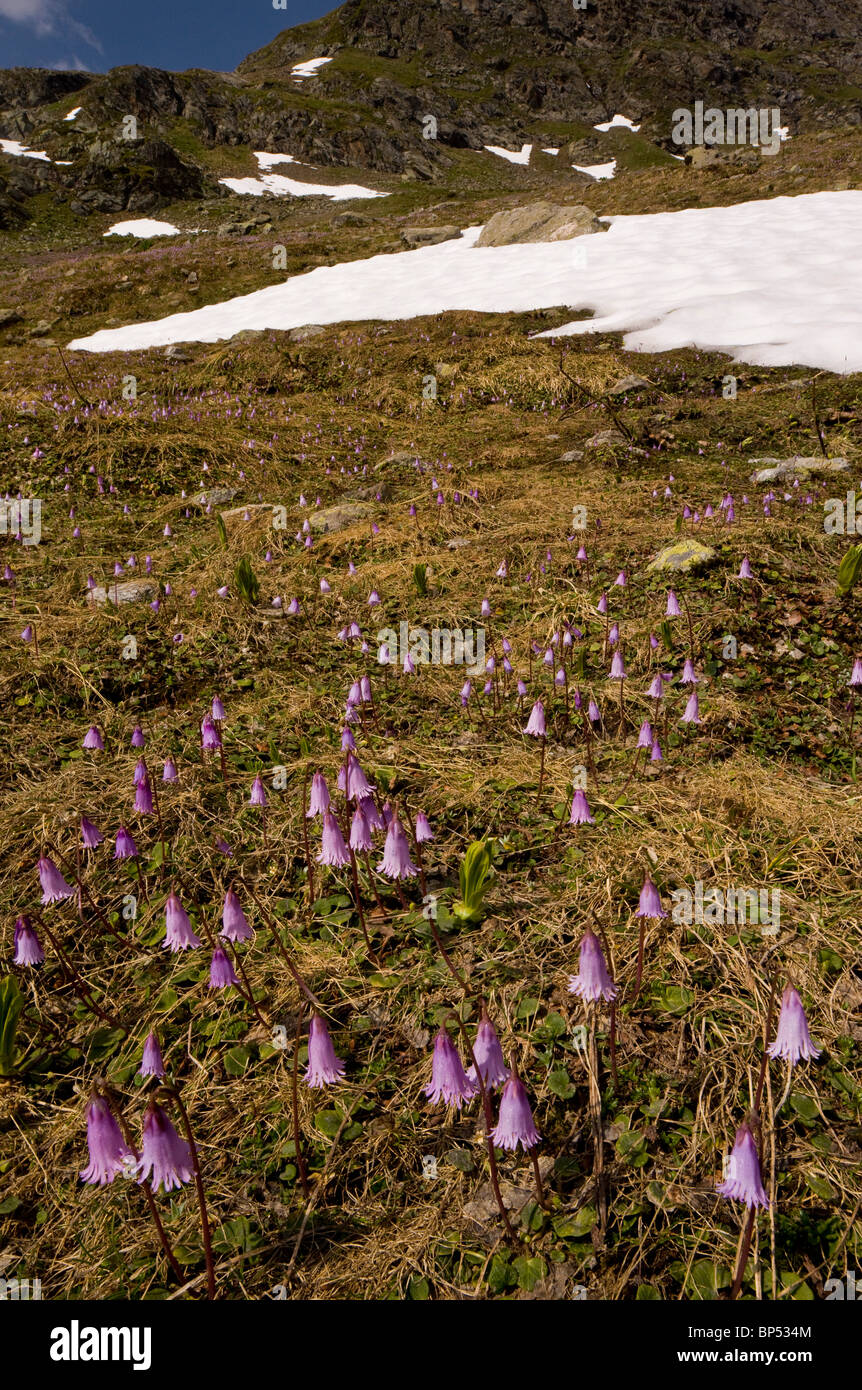 Zwerg Snowbell, Soldanella Pusilla, wächst in Massen in der Nähe der Schneegrenze, Fluella Pass, Engadin. Schweizer Alpen Stockfoto