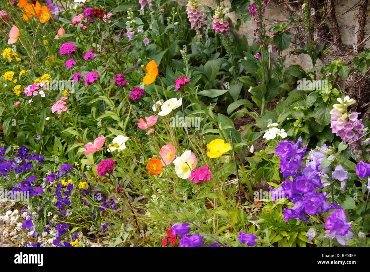 Formale Blumenbeet im Cragside House in Rothbury mit einer Auswahl an Mohn, Fingerhut und Stiefmütterchen Stockfoto