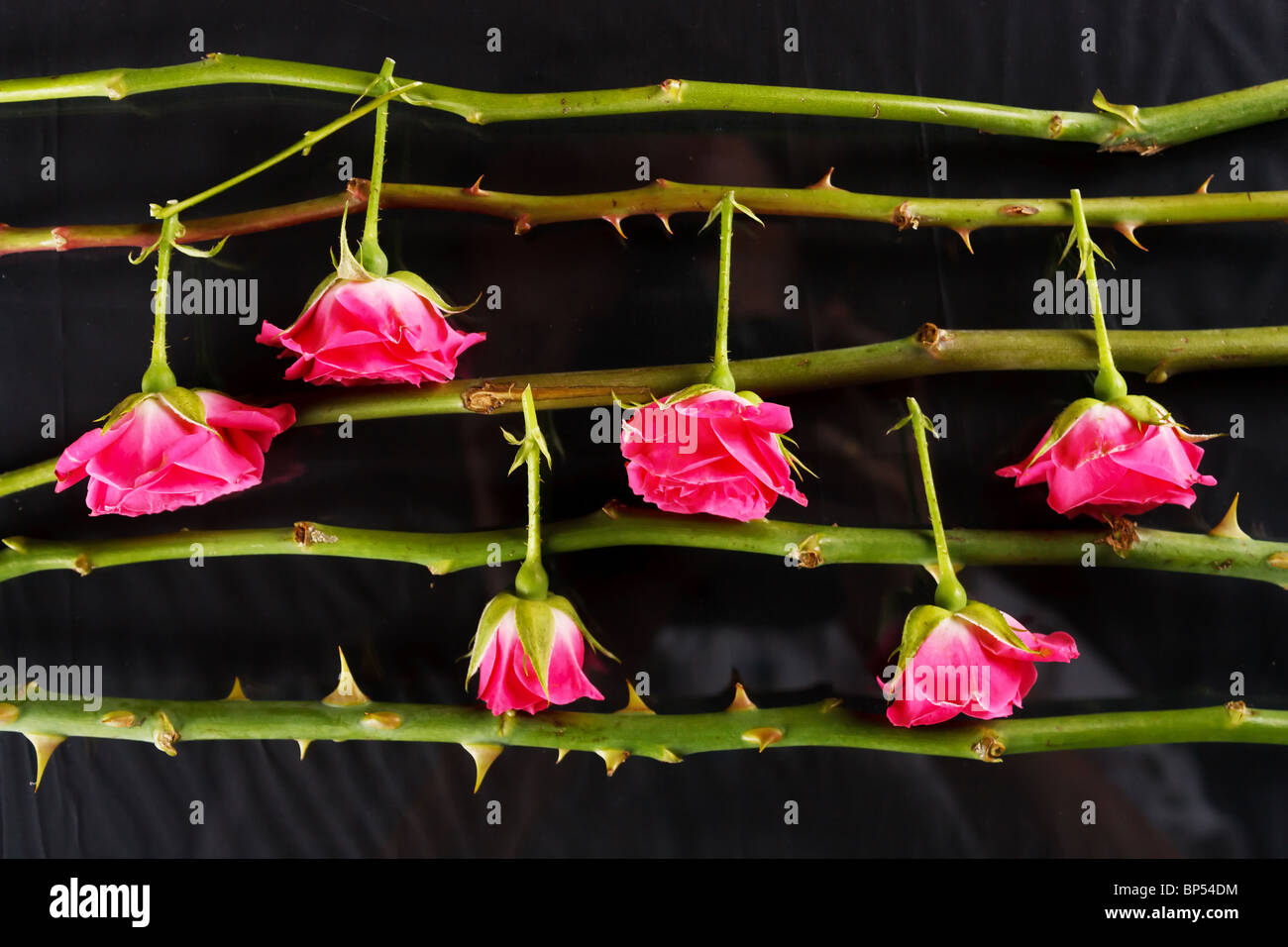 musikalische Untermalung Stockfoto