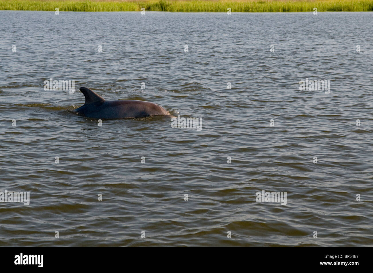 Delphin im Fluss Wilmington Küsten Georgiens. Stockfoto