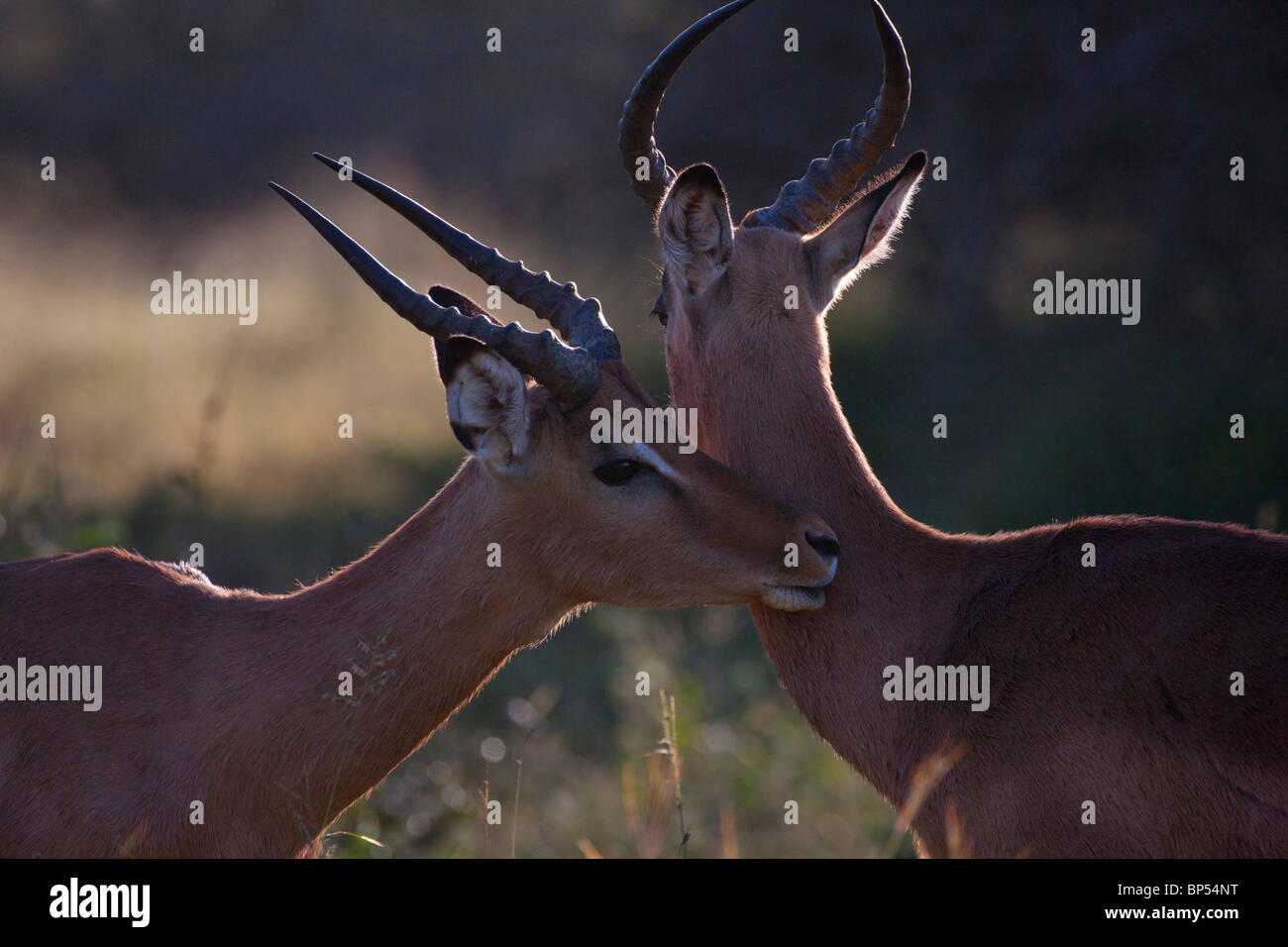 Weibliche Impalas, Zuneigung, Krüger Nationalpark, Südafrika Stockfoto