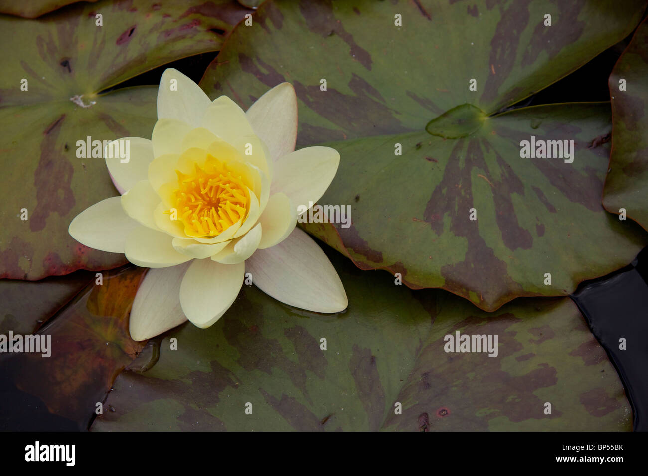 Gelbe Seerose (Nymphaea Mexicana) mit bunten Blättern Stockfoto