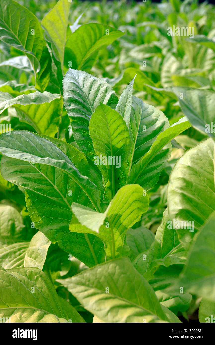 Tabakplantage elsass -Fotos und -Bildmaterial in hoher Auflösung – Alamy