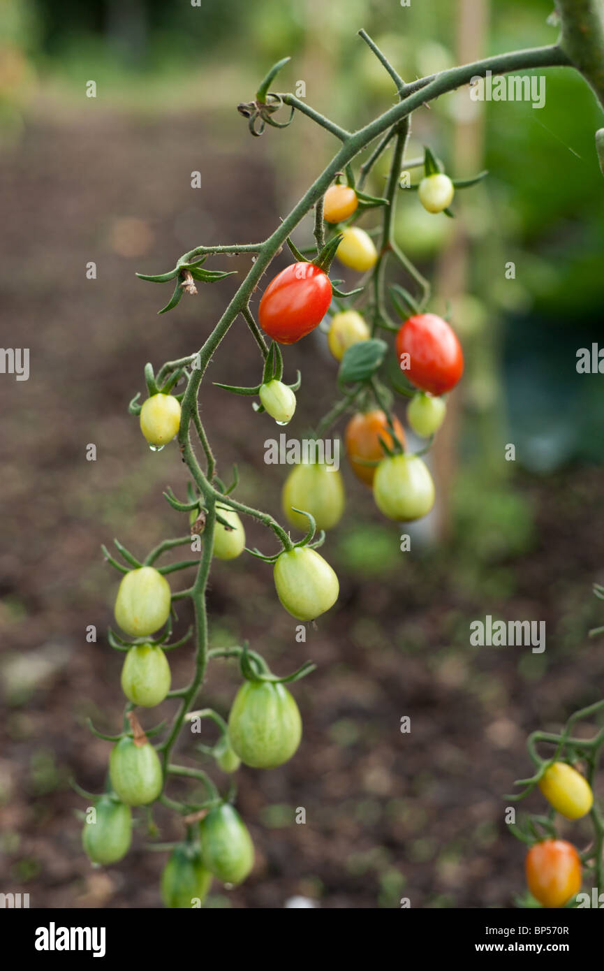 Abgesteckt Tomaten Reifen Anfang August in eine organische Schrebergarten in Cambridgeshire. Stockfoto