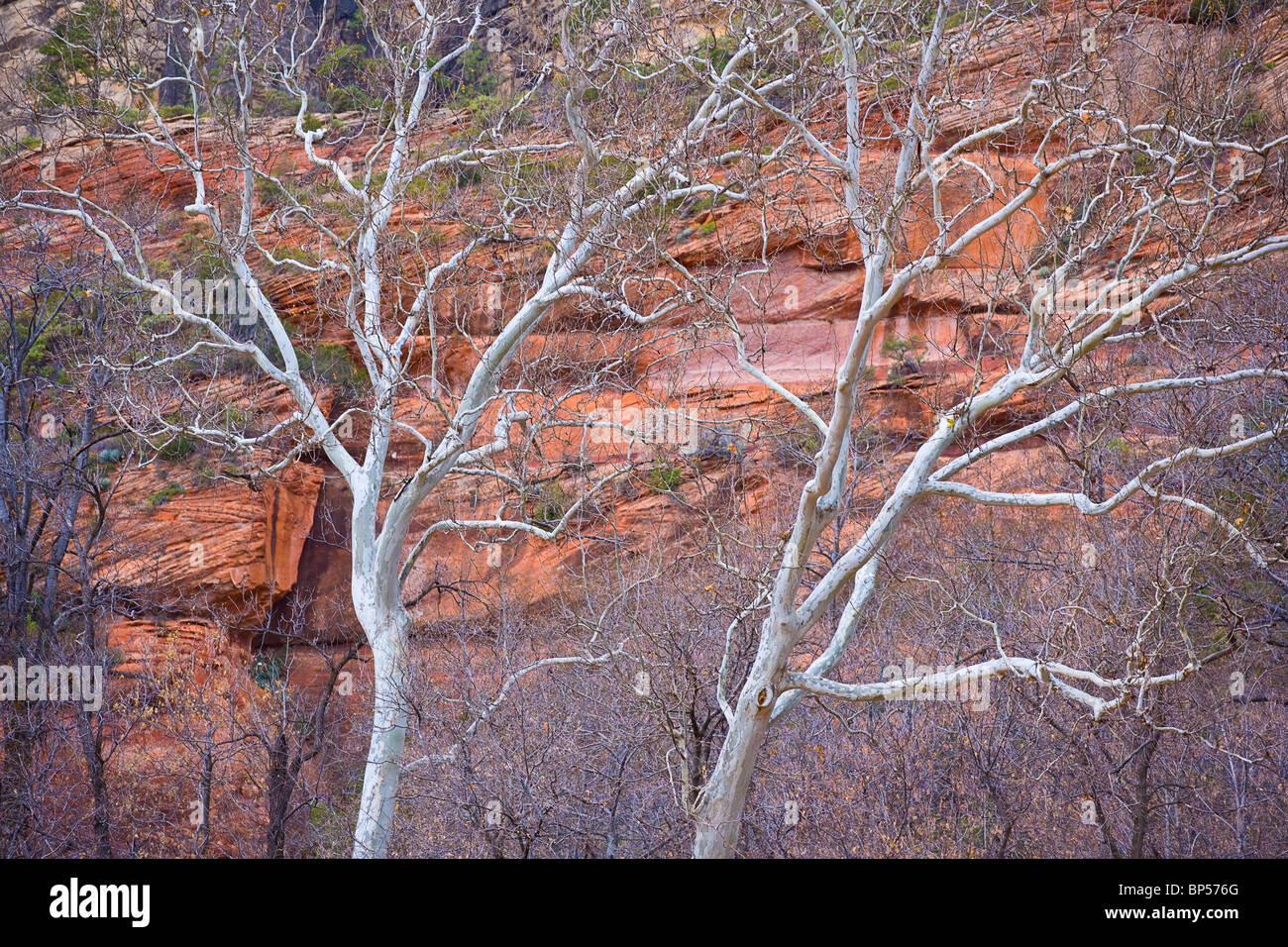 Weiße Bäume vor den roten Felsen von Senoma Arizona Stockfoto