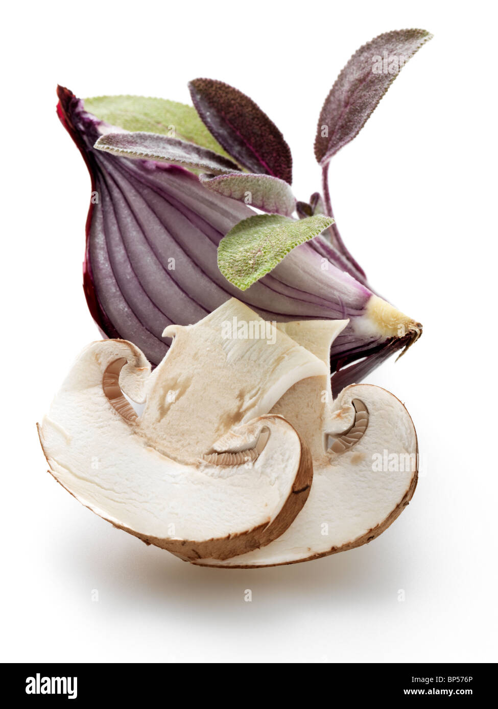Salbei-Zwiebel-Pilz auf weißem Hintergrund Stockfoto