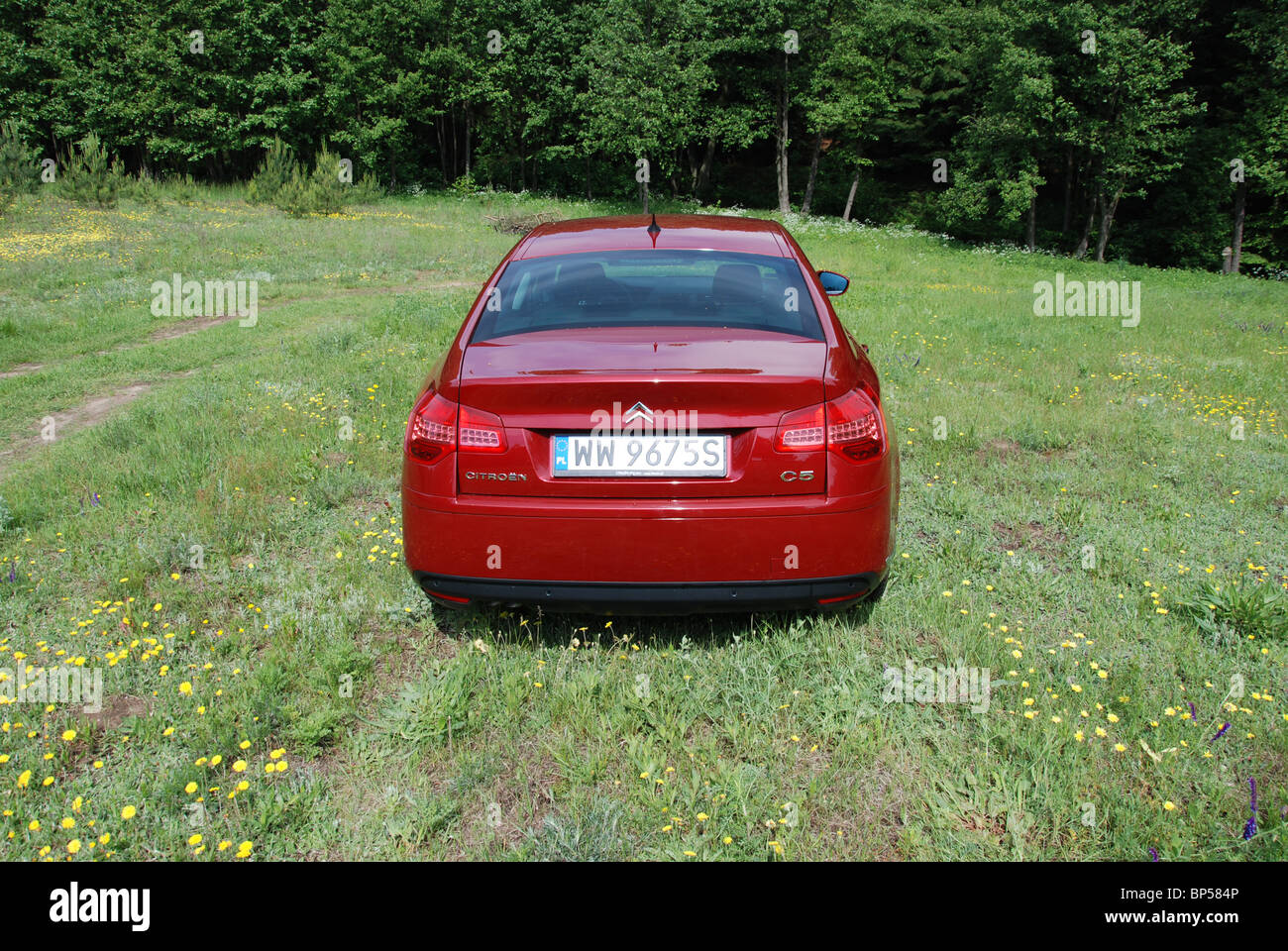 Citroen C5 2,0 HDI - mein 2008 - rot Metallic - 5 Türen - französische populäre höhere Mittelklasse-Auto, Segment D - auf Wiese Stockfoto