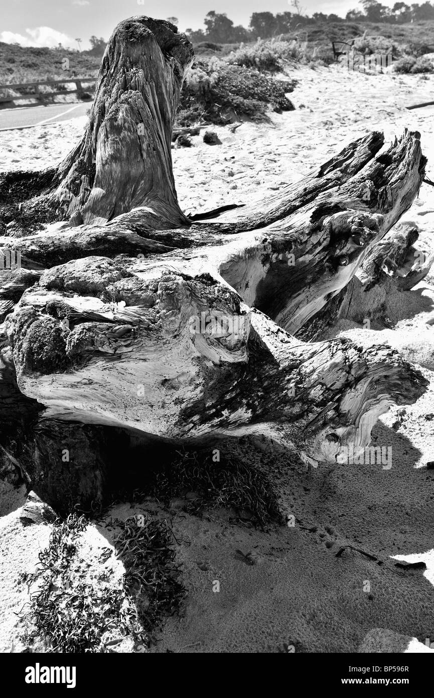 Hautnah im Weitwinkel schöne Treibholz am Strand, Monochrom, schwarz und weiß, B&W Stockfoto