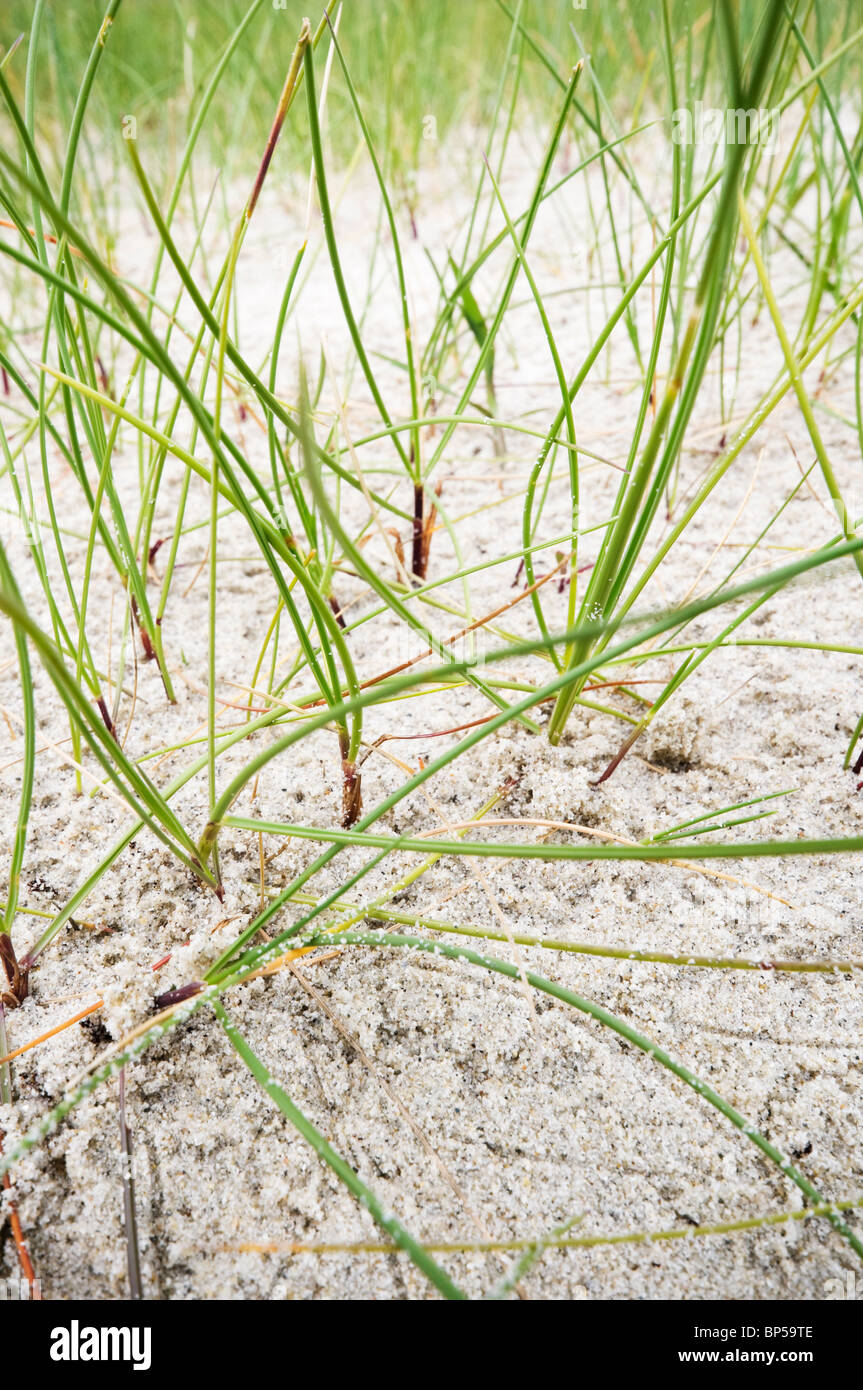 Dünengebieten Grass auf Sanddüne Stockfoto