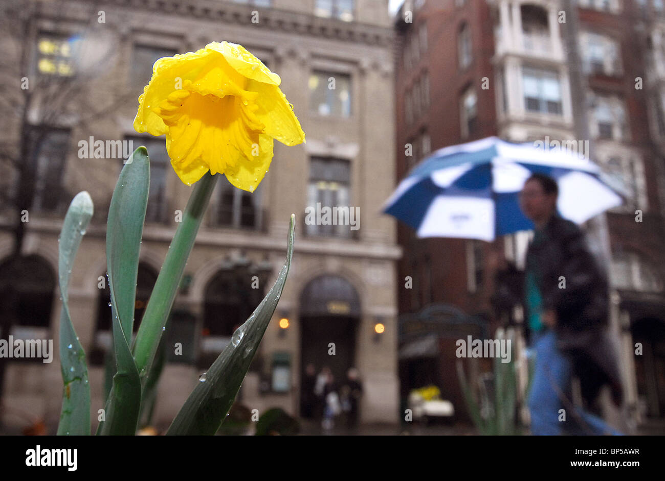 Eine Narzisse mit Regen fällt darauf, wie eine Person mit Regenschirm in New Haven CT USA vorbeigeht. April Showers bringen Mai Blumen. Stockfoto