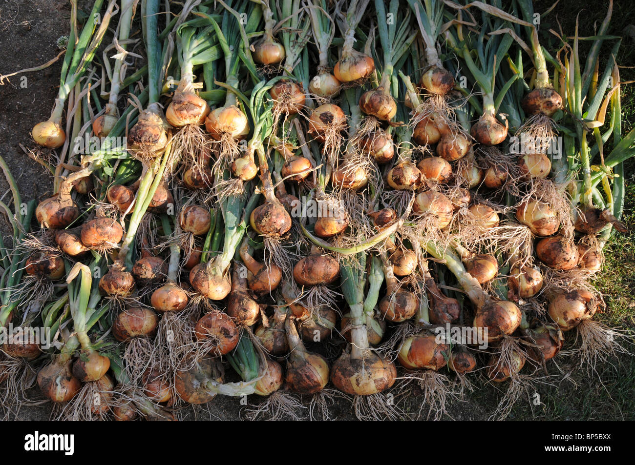 Eine frisch gepflückte Ernte von Bio-Zwiebeln in der Abendsonne zum Trocknen ausgebreitet Stockfoto