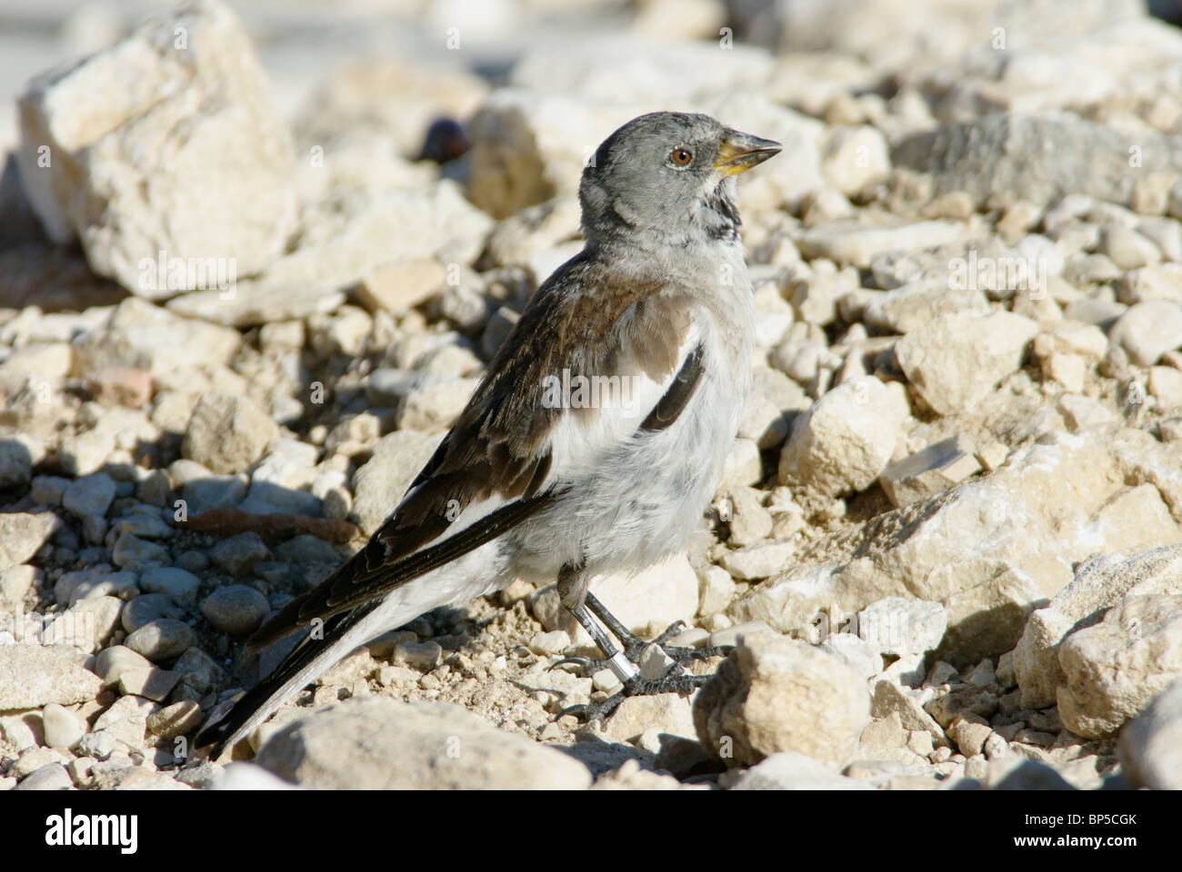 Schnee-Finch (Montifringilla Nivalis) Stockfoto