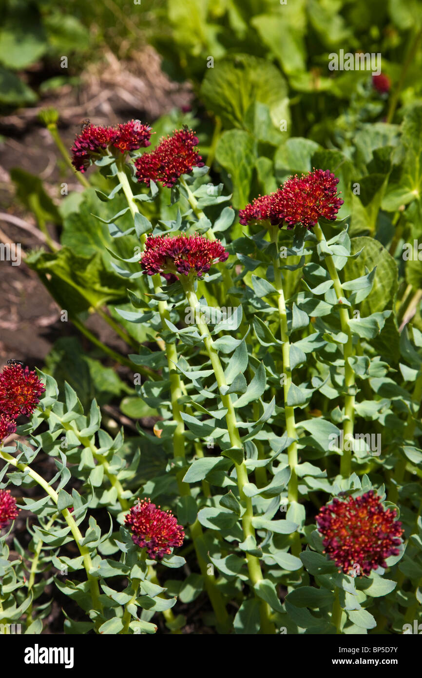 Des Königs Krone Wildblumen, Roseroot, Western Roseroot, Crassulaceae Familie; abgelegenen Paradies-Becken, in der Nähe von Gothic Road Stockfoto