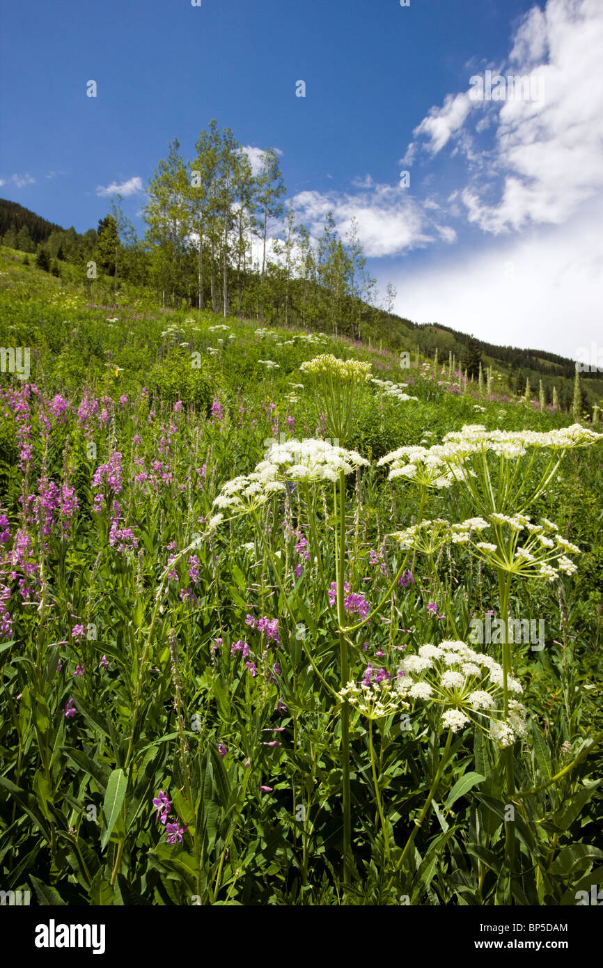 Ligusticum Porteri (Loveroot) Apiaceae (Petersilie Familie) in der Nähe von Gothic Road, Crested Butte, Colorado, USA. Elk Mountains Stockfoto