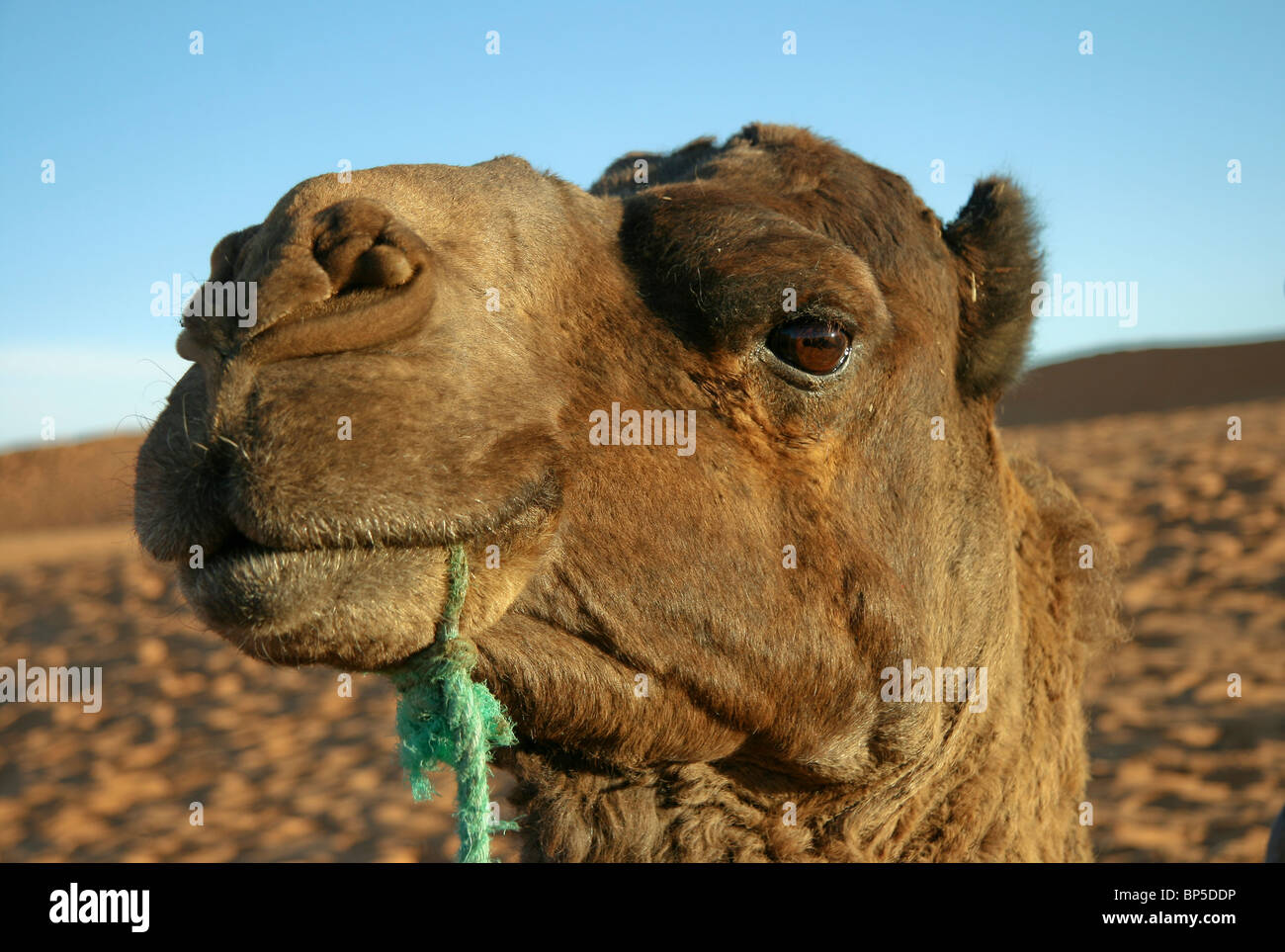 Touristisches Highlight: Kamelreiten und Wandern in den marokkanischen Sanddünen des Erg Chebbi, West-Sahara-Wüste. Stockfoto