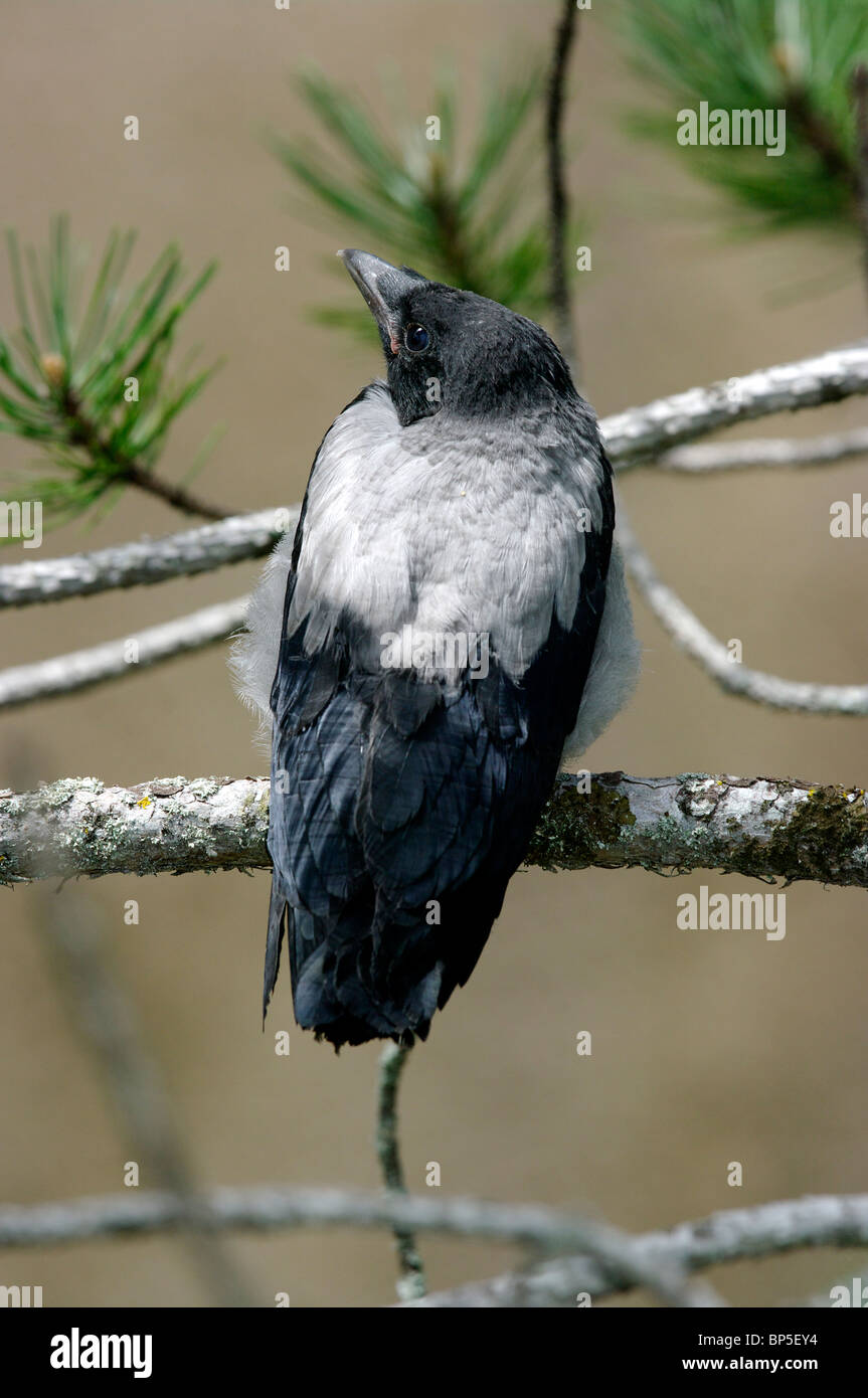 Neu flügge mit Kapuze Krähe (Corvus Corone Cornix) Stockfoto