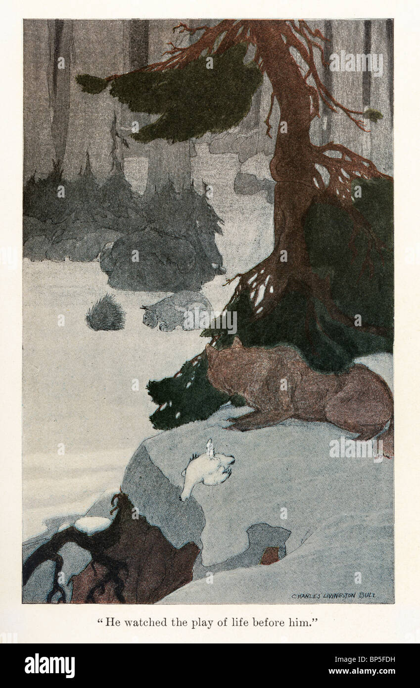 Illustration von White Fang von Jack London, 1905, 1906; illustriert von Charles Livingston Bull. Stockfoto
