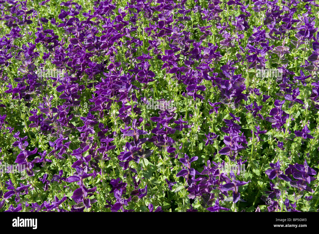 lila Salvia Blumen im englischen Cottage-Garten Stockfoto