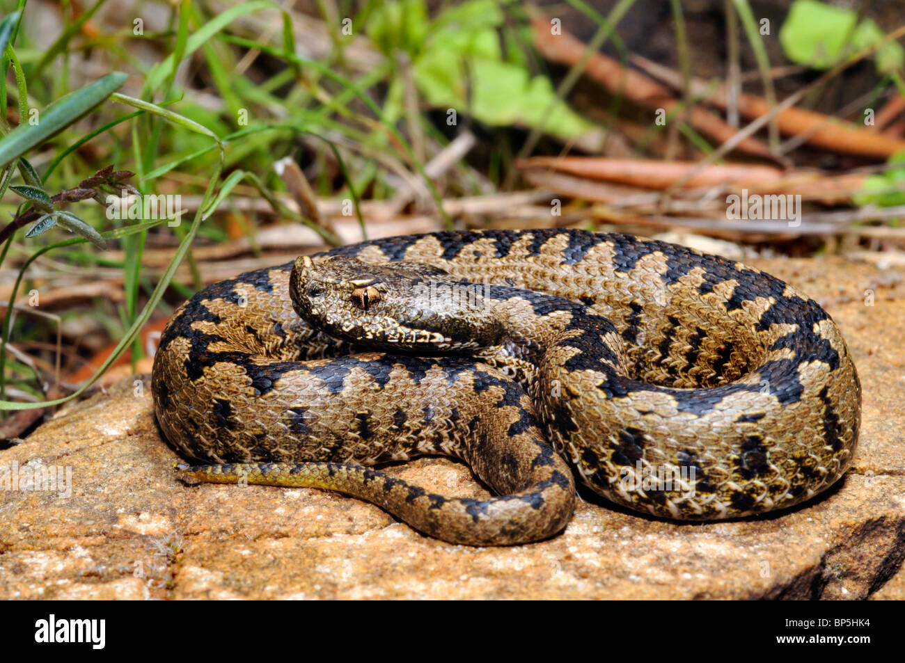 stupsnasige Viper, Latastes Viper (Vipera Latastei), Juvenile, Spanien, Burgos Stockfoto