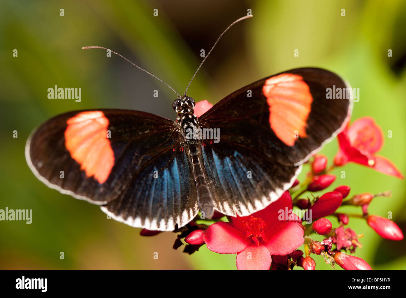 Roten Postbote kleine Postbote Red Passion Blume Schmetterling Crimson gepatcht Longwing (Heliconius Erato Cyrbia) Stockfoto