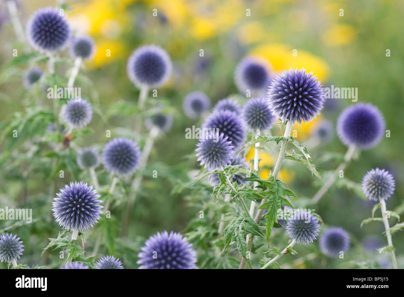 Globus Disteln in Cottage Garden, Norfolk, England Stockfoto